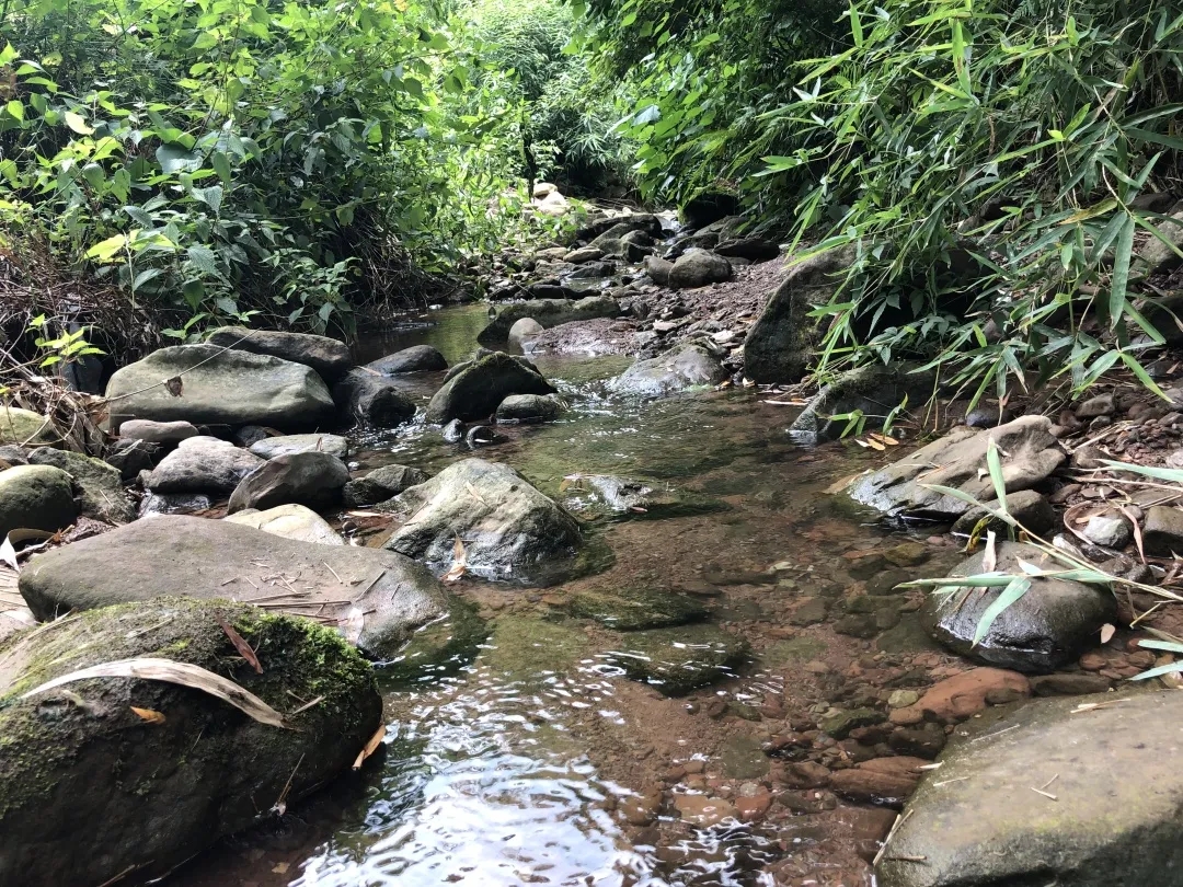 项目进展（投稿）｜红豆奖学金学员为花溪河饮用水做了份调研报告