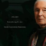 纪念珍妮古道尔——起点、重逢与回归非洲丛林的路